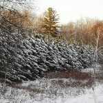 Snow still in the pines